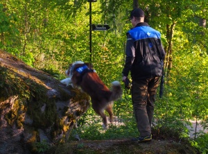 Ilmaistuaan löytäneensä etsittävän kohteen Bindi opastaa ohjaajansa löytöpaikalle.